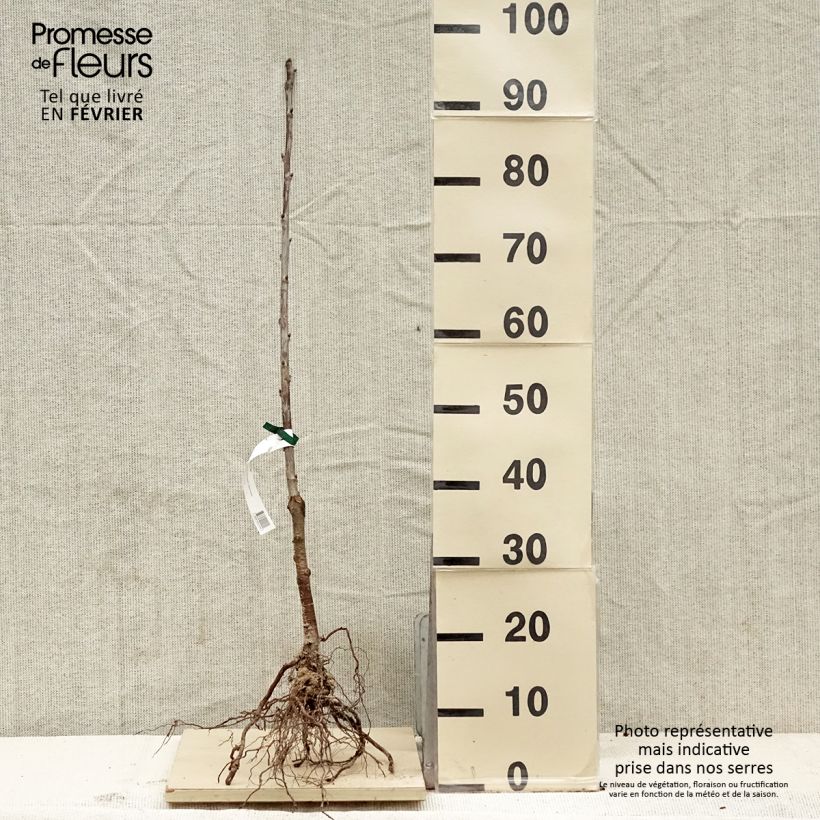 Example of Kersenboom 'Bigarreau Noir de Meched' Biologisch Blote-wortel as you get in hiver