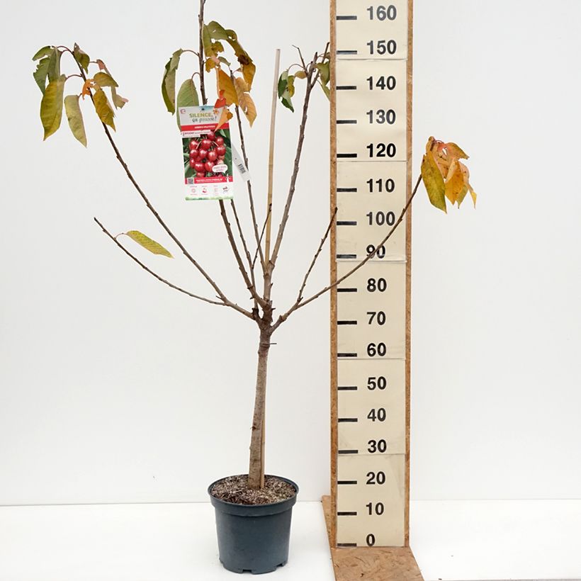 Exemplaar van Zoete kers Summit Pot van 7,5 l/10 l, Kelkvormig zoals geleverd in de herfst