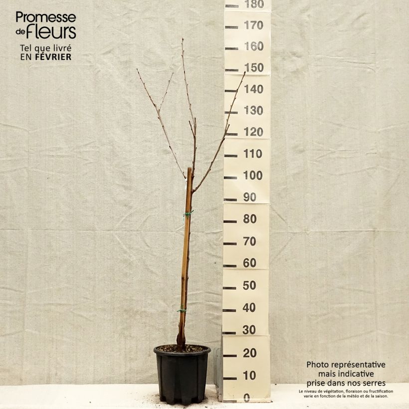 Exemplaar van Zoete kers Sweetheart Pot van 7,5 l/10 l, Kelkvormig zoals geleverd in de winter