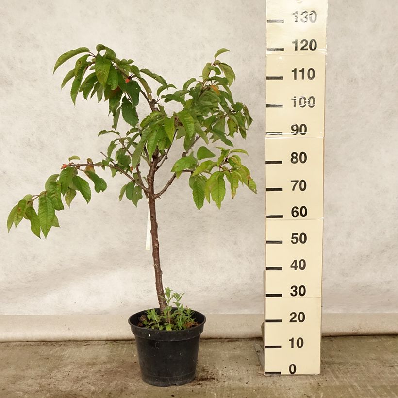 Exemplaar van Zoete kers Van Pot van 7,5 l/10 l, Kelkvormig zoals geleverd in de zomer