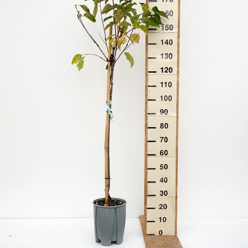 Exemplaar van Zoete kers Van Pot van 7,5 l/10 l, Half-hoge stam zoals geleverd in de herfst