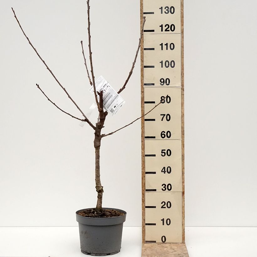 Exemplaar van Cerisier Belle Magnifique - Georges Delbard Pot de 7,5L/10L, Gobelet zoals geleverd in de winter