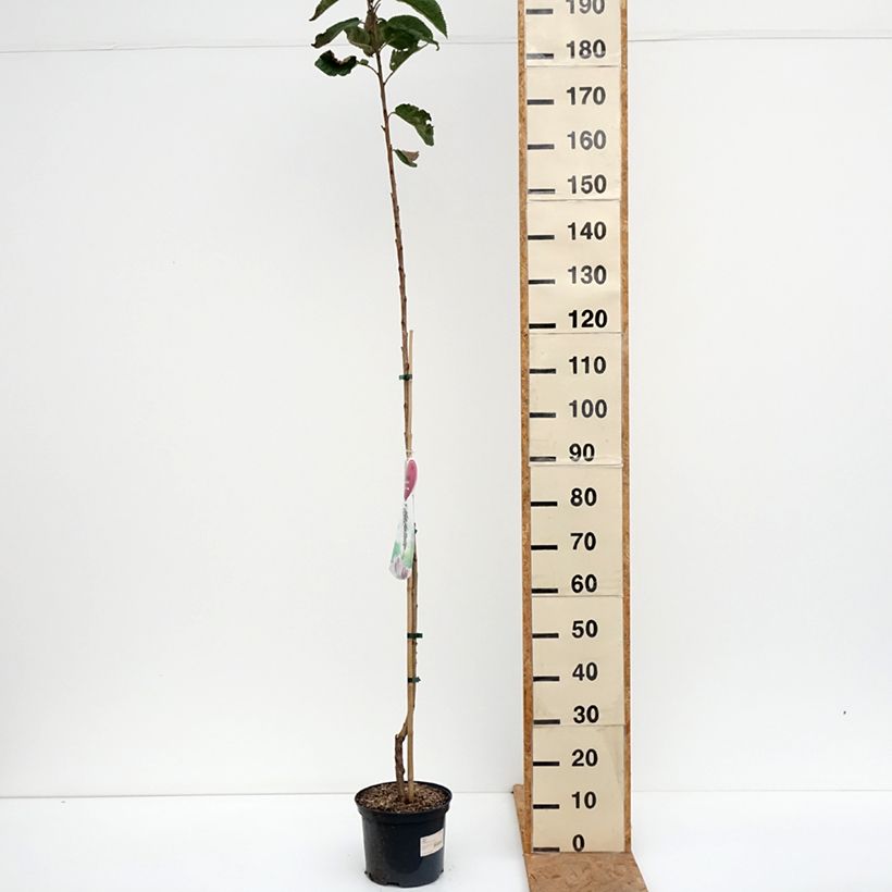 Exemplaar van Zuilvormige kers Sylvia Pot van 4 l/5 l, Zuilvormig zoals geleverd in de herfst