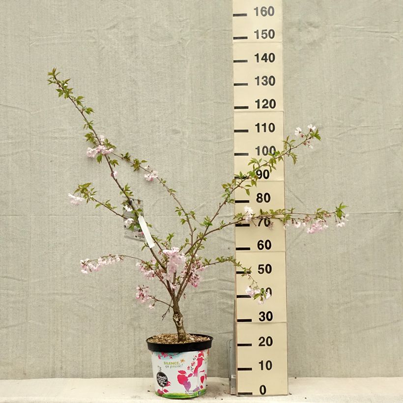 Exemplaar van Prunus Accolade - Japanse sierkers Pot van 7,5 l/10 l zoals geleverd in de lente