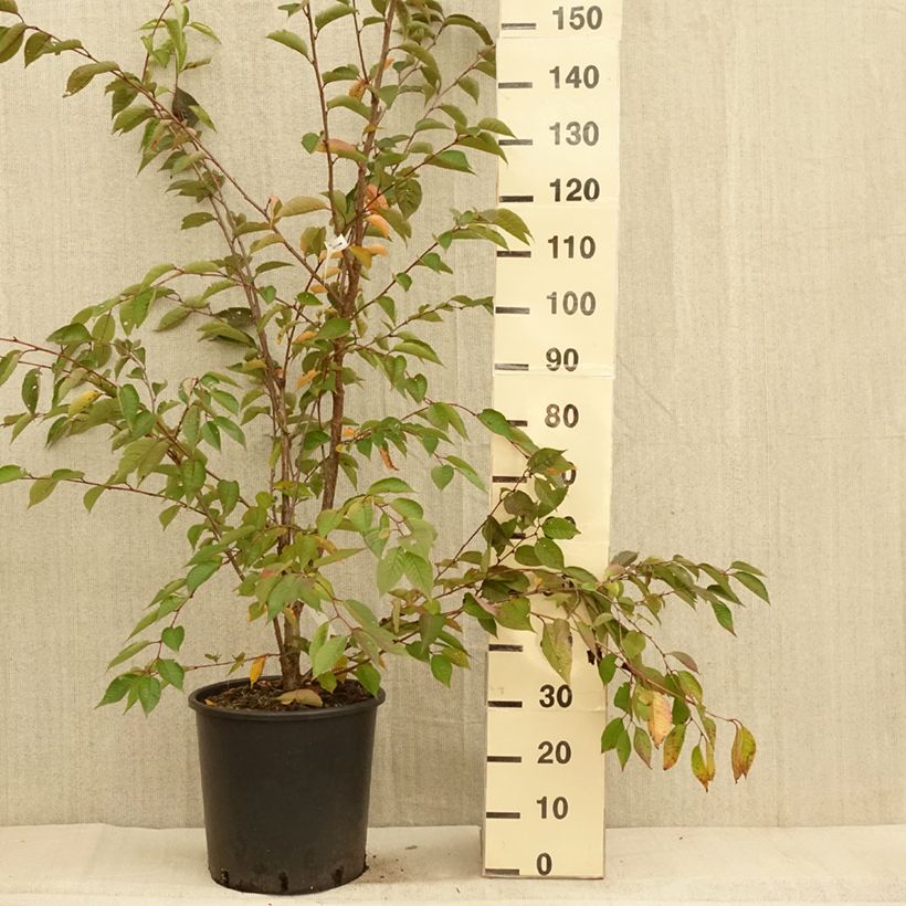 Exemplaar van Prunus Accolade - Japanse sierkers Pot van 18 l/20 l, Half-hoge stam zoals geleverd in de herfst