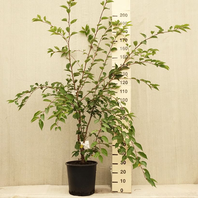 Exemplaar van Prunus Accolade - Japanse sierkers Pot van 18 l/20 l, Half-hoge stam zoals geleverd in de zomer