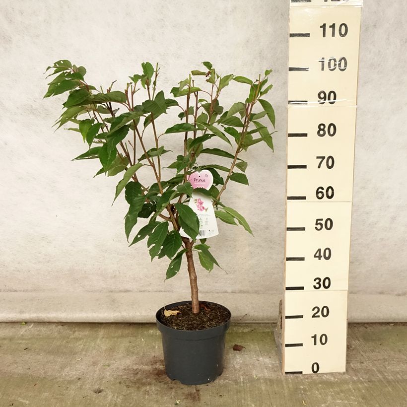 Exemplaar van Prunus serrulata Kanzan - Japanse sierkers Pot van 7,5 l/10 l zoals geleverd in de zomer