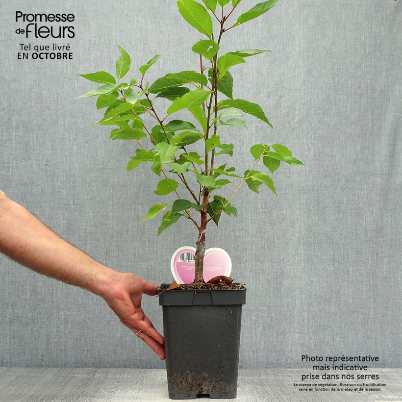 Exemplaar van Prunus serrulata Kanzan - Japanse sierkers Pot van 4 l/5 l, Struik zoals geleverd in de herfst
