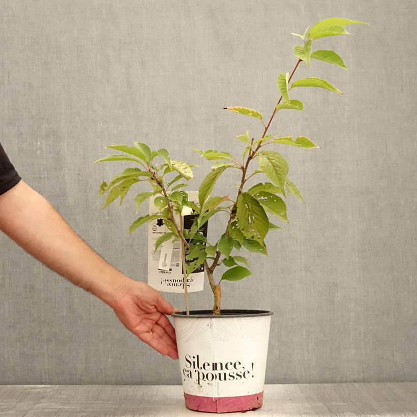 Exemplaar van Prunus serrulata Kanzan - Japanse sierkers Pot van 4 l/5 l, Struik zoals geleverd in de zomer
