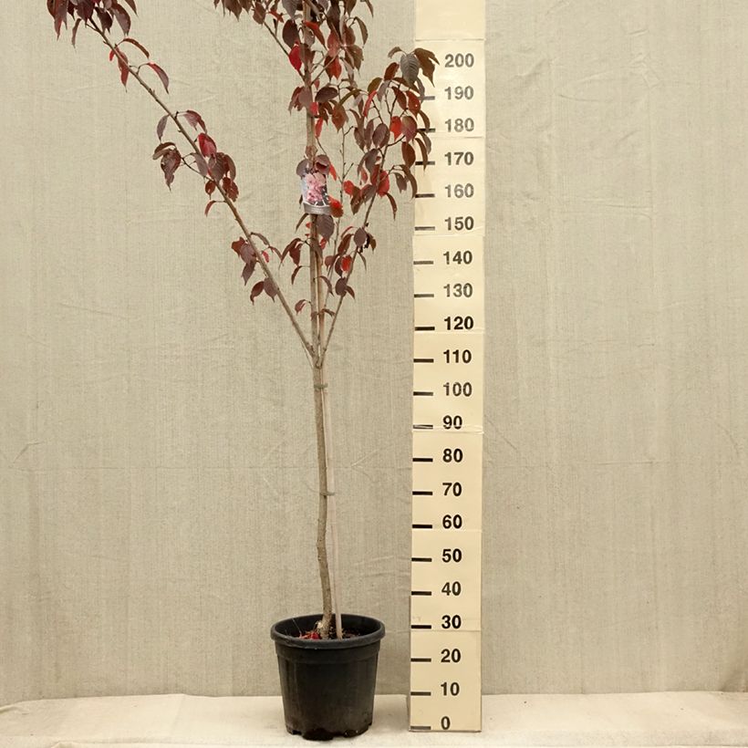 Exemplaar van Prunus serrulata Royal Burgundy - Japanse sierkers Pot van 12 l/15 l zoals geleverd in de herfst