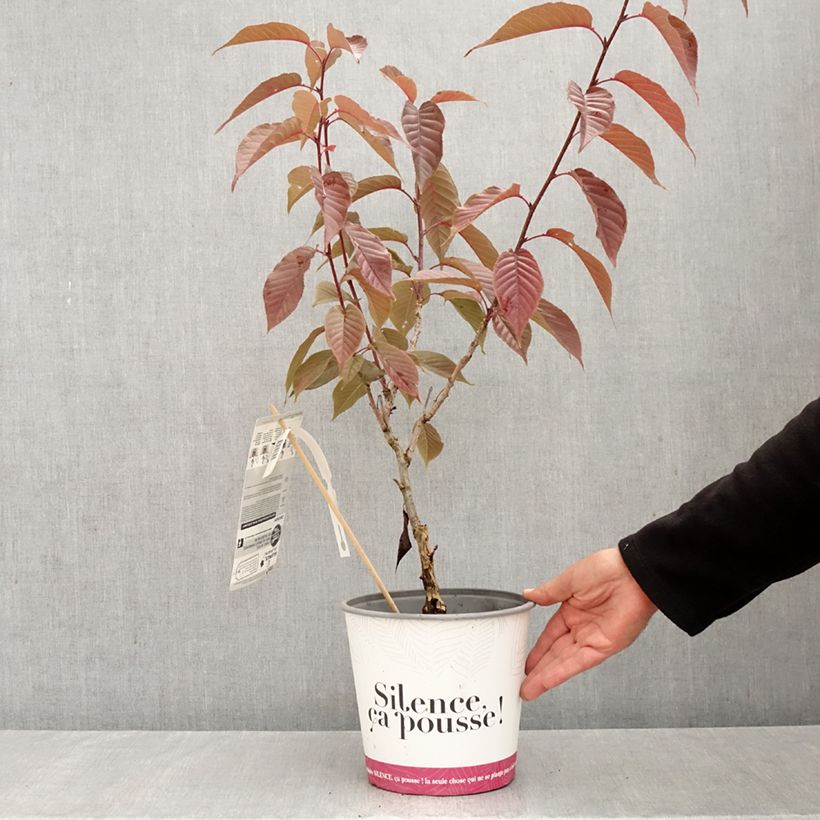 Exemplaar van Prunus serrulata Royal Burgundy - Japanse sierkers Pot van 4 l/5 l zoals geleverd in de herfst