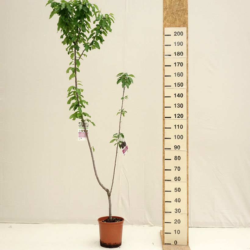 Exemplaar van Duo-kersenboom Bigarreau Burlat + Bigarreau Napoléon Pot van 7,5 l/10 l zoals geleverd in de lente