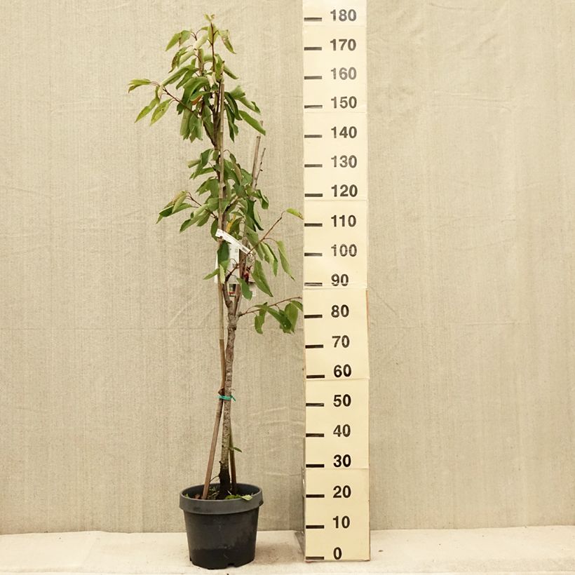 Exemplaar van Duo-kersenboom Hedelfingen + Napoleon Pot van 7,5 l/10 l zoals geleverd in de zomer
