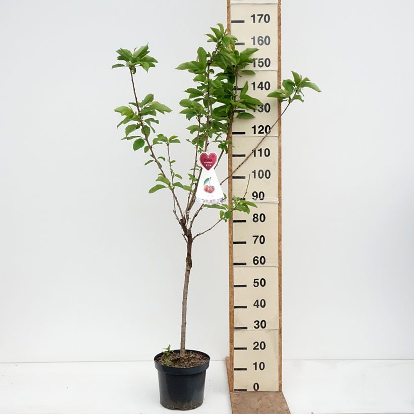 Exemplaar van Duo-kersenboom Hedelfingen + Napoleon Pot van 7,5 l/10 l zoals geleverd in de lente