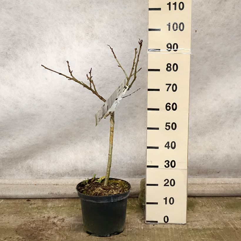 Exemplaar van Zoete kers Early Rivers Pot van 7,5 l/10 l, Kelkvormig zoals geleverd in de herfst