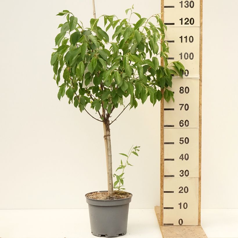 Example of Zure kers Montmorency Pot van 7,5 l/10 l, Kelkvormig as you get in printemps