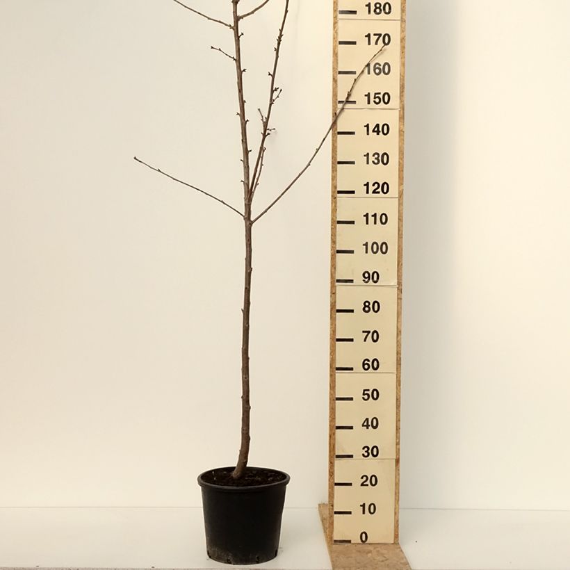 Exemplaar van Zoete kers Kordia Pot van 20 l/25 l, Half-hoge stam zoals geleverd in de winter