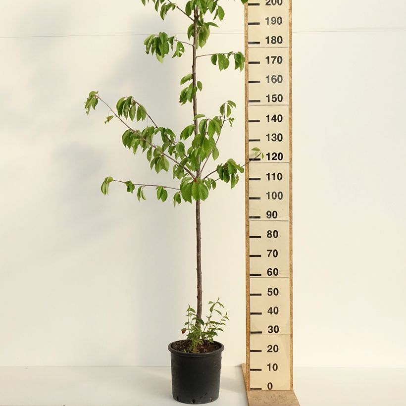 Example of Zoete kers Kordia Pot van 20 l/25 l, Half-hoge stam as you get in printemps