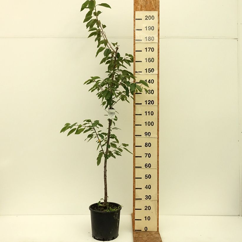 Exemplaar van Zoete kers Kordia Pot van 20 l/25 l, Half-hoge stam zoals geleverd in de zomer