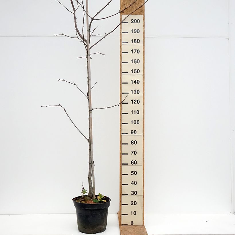 Exemplaar van Cerisier Kunzego ou Kunzes Kirche - Prunus avium  Pot de 20L/25L, Demi-Tige zoals geleverd in de herfst