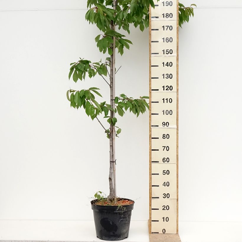 Example of Zoete kers Kunzego Pot van 20 l/25 l, Half-hoge stam as you get in printemps