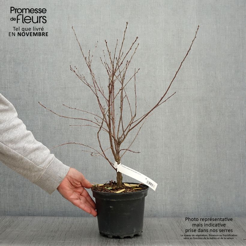 Exemplaar van Cerisier nain Carmine Jewel - Griottier Pot de 2L/3L zoals geleverd in de herfst