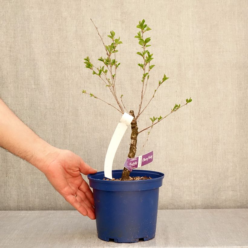Exemplaar van Dwergkers Cherry Baby Fruitality® Pot van 2 l/3 l, Pol zoals geleverd in de lente