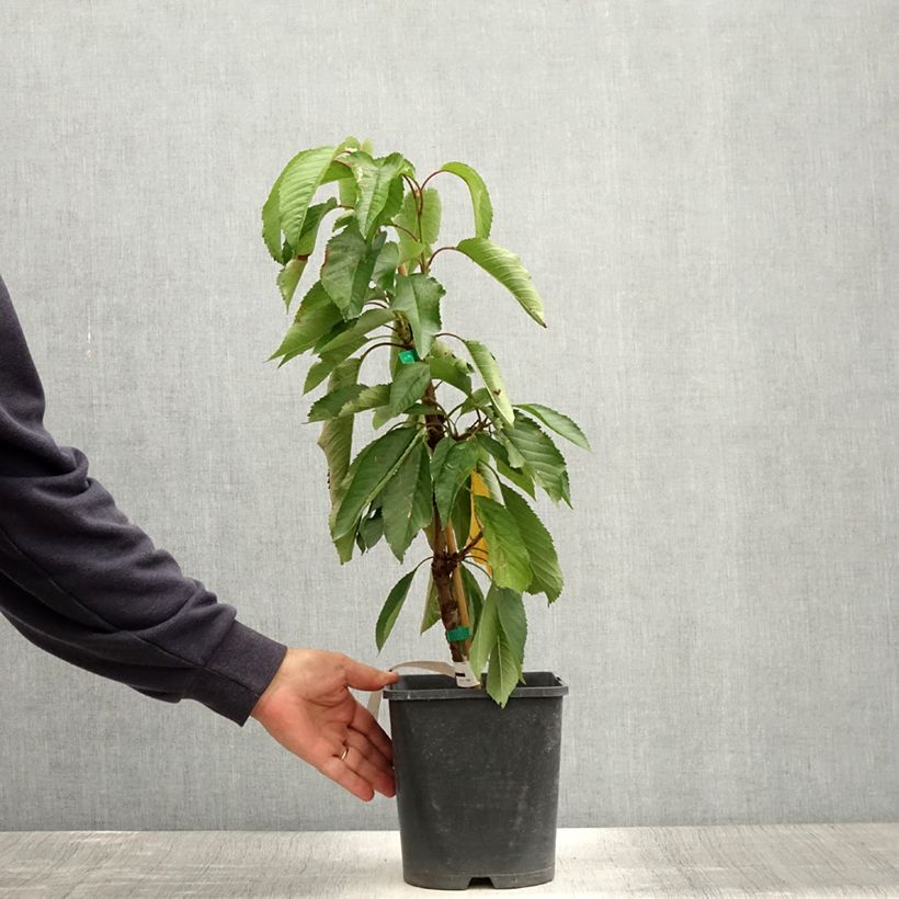 Exemplaar van Dwergkers Fruit Me Cherry Me Pot van 4 l/5 l, Dwerg zoals geleverd in de zomer