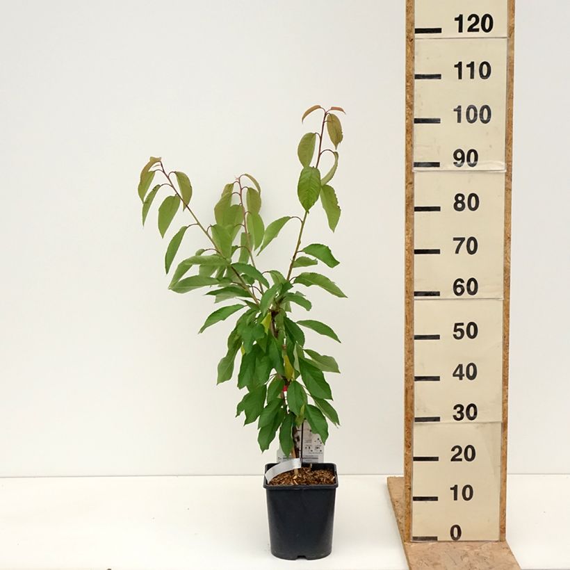 Exemplaar van Dwergkers Lapins Pot van 4 l/5 l, Dwerg zoals geleverd in de lente