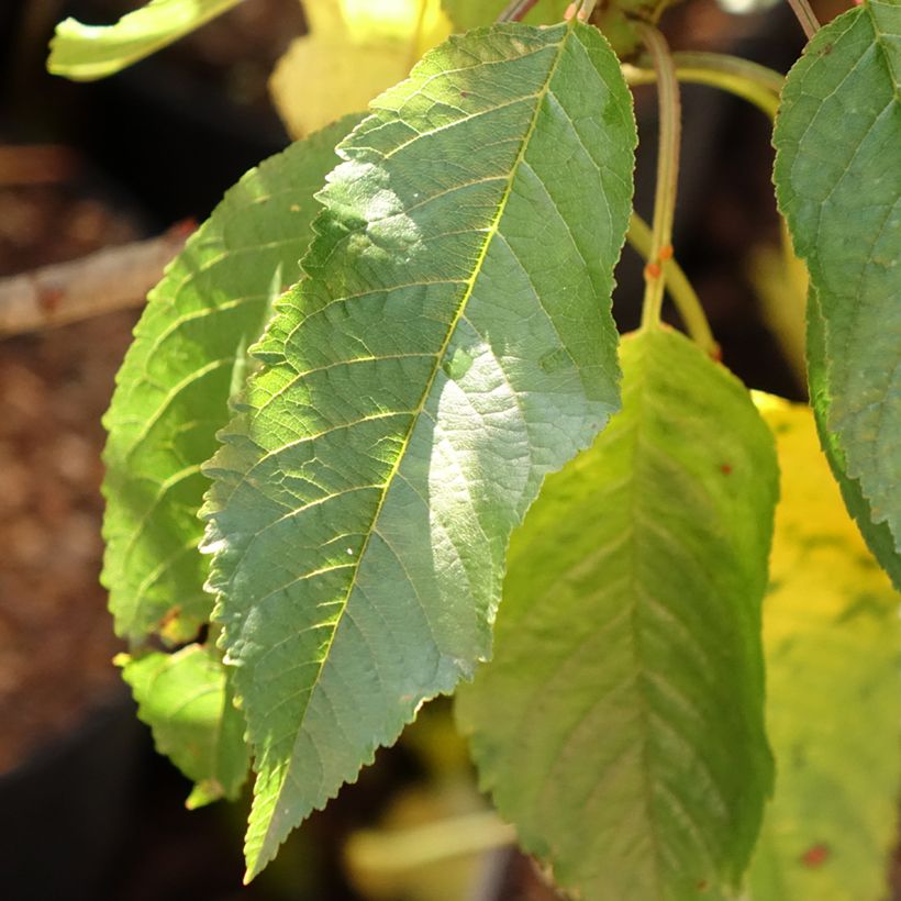 Dwergkers Garden Bing (Blad)