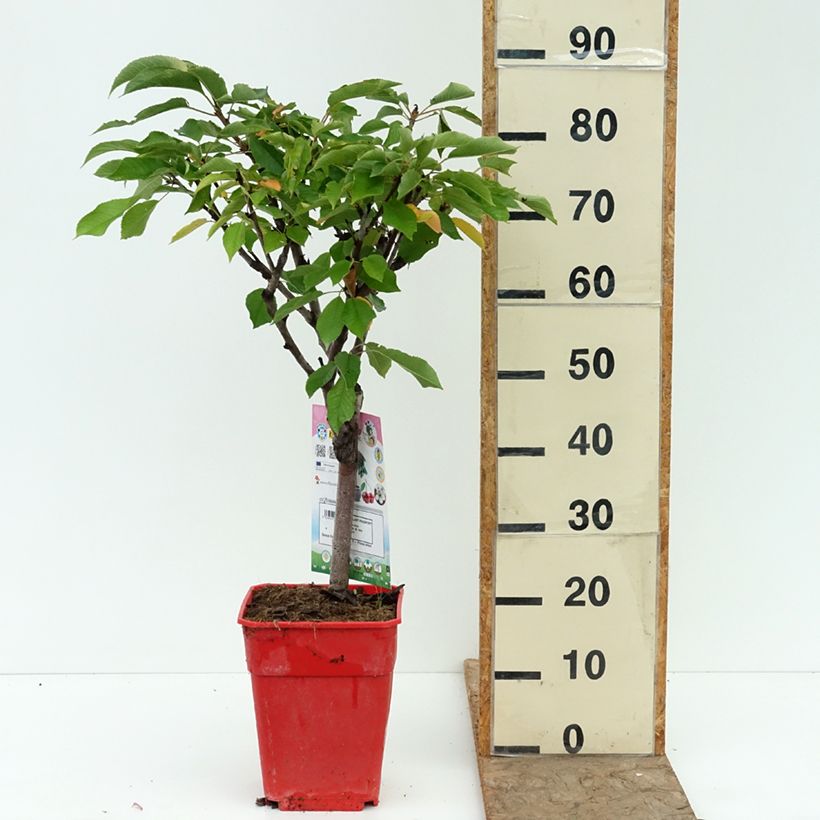Exemplaar van Dwergkers Garden Bing Pot van 6 l/7 l, Kwartstam zoals geleverd in de zomer