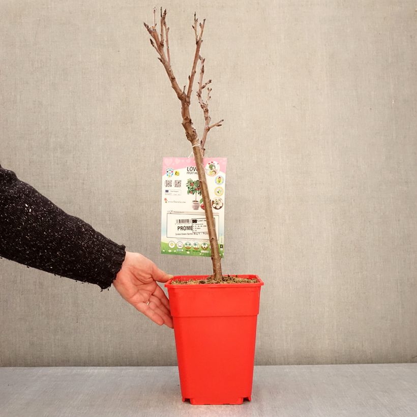 Example of Dwergkers Garden Bing Pot van 6 l/7 l, Kwartstam as you get in hiver