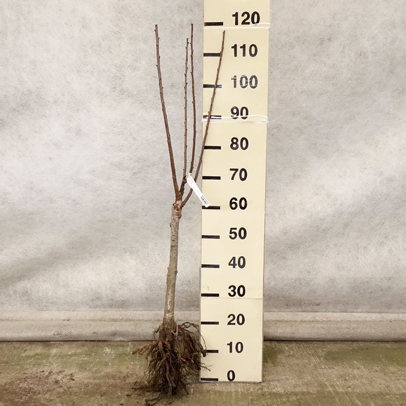 Exemplaar van Cerisier nain Maynard - Prunus cerasus Grandes Racines nues, 1/4 de tige zoals geleverd in de herfst