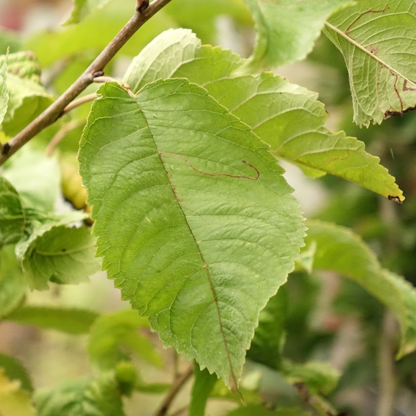 Dwergkers Piemont (Blad)