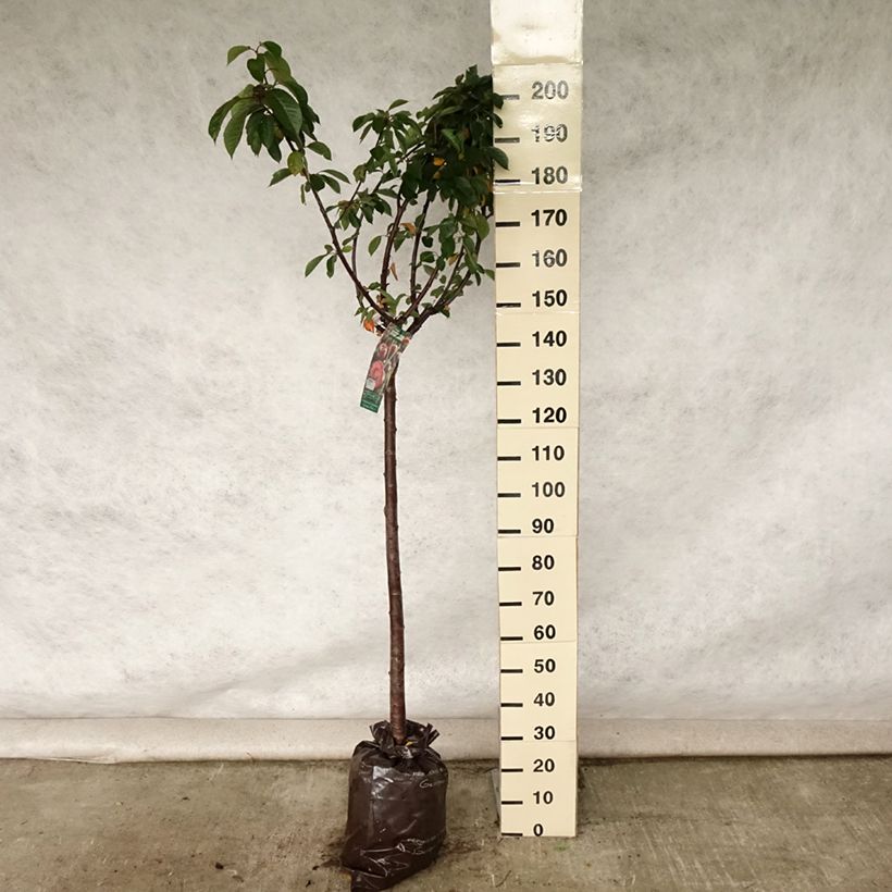 Exemplaar van Zure kers Allegria Delbard Plantklare kluit, Half-hoge stam zoals geleverd in de zomer