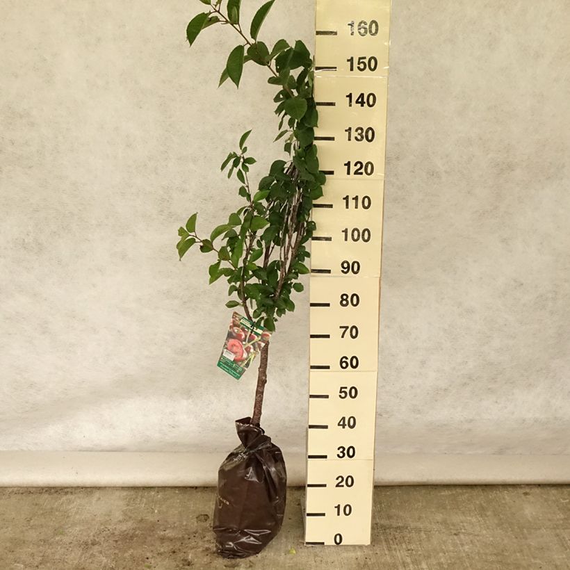 Exemplaar van Zure kers Allegria Delbard Plantklare kluit, Kelkvormig zoals geleverd in de zomer