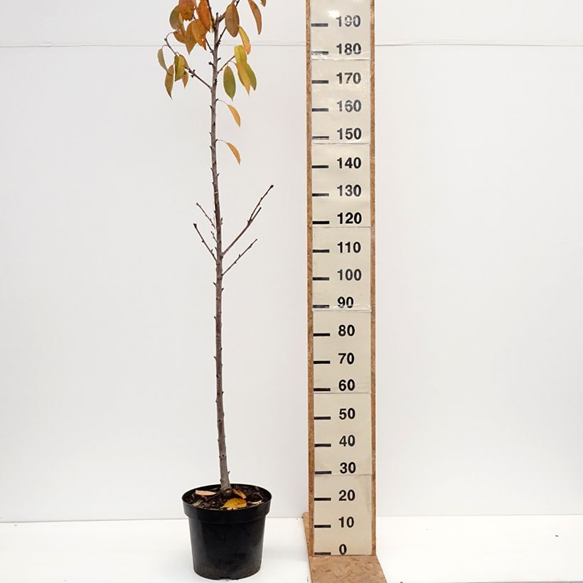 Exemplaar van Zoete kers Regina Pot van 18 l/20 l, Half-hoge stam zoals geleverd in de herfst