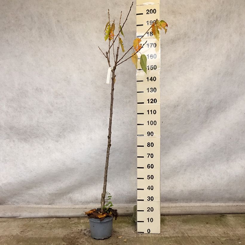 Exemplaar van Zoete kers Schneiders Späte Knorpelkirsche Pot van 7,5 l/10 l, Half-hoge stam zoals geleverd in de herfst