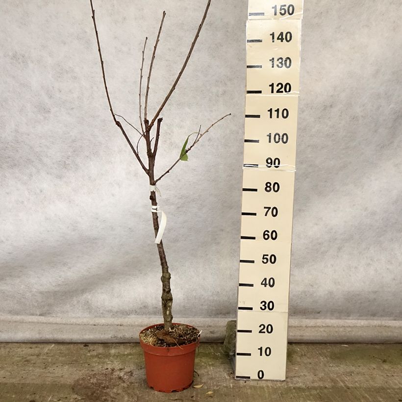 Exemplaar van Zoete kers Schneiders Späte Knorpelkirsche Pot van 7,5 l/10 l, Kelkvormig zoals geleverd in de herfst