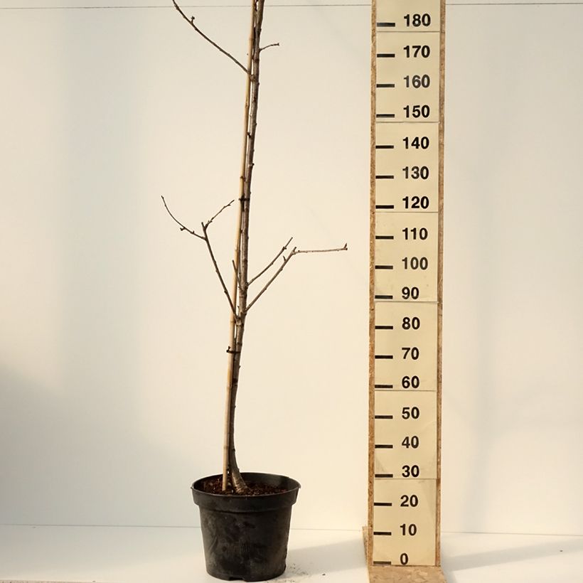 Exemplaar van Cerisier Staccato - Prunus avium Pot de 20L/25L, Demi-Tige zoals geleverd in de winter