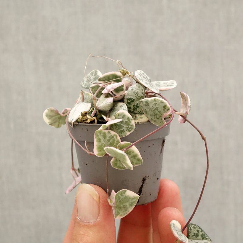 Exemplaar van Ceropegia woodii Variegata - Chinees lantaarnplantje Mini-kamerplanten zoals geleverd in de herfst
