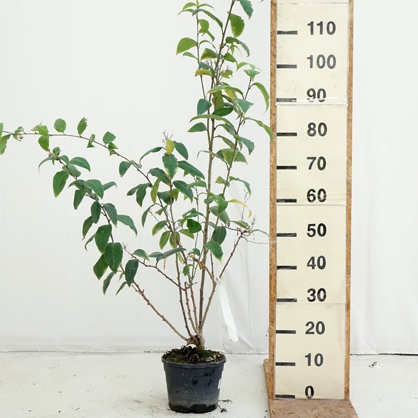 Exemplaar van Cestrum fasciculatum Newellii - Rode regen Pot van 3 l/4 l zoals geleverd in de herfst