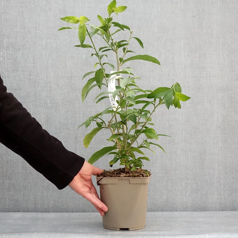 Exemplaar van Cestrum nocturnum - Nachtjasmijn Pot van 3 l/4 l zoals geleverd in de winter