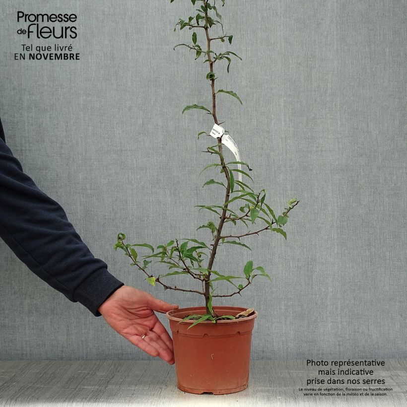 Exemplaar van Chaenomeles cathayensis - Chinese sierkwee Pot van 3 l/4 l zoals geleverd in de herfst