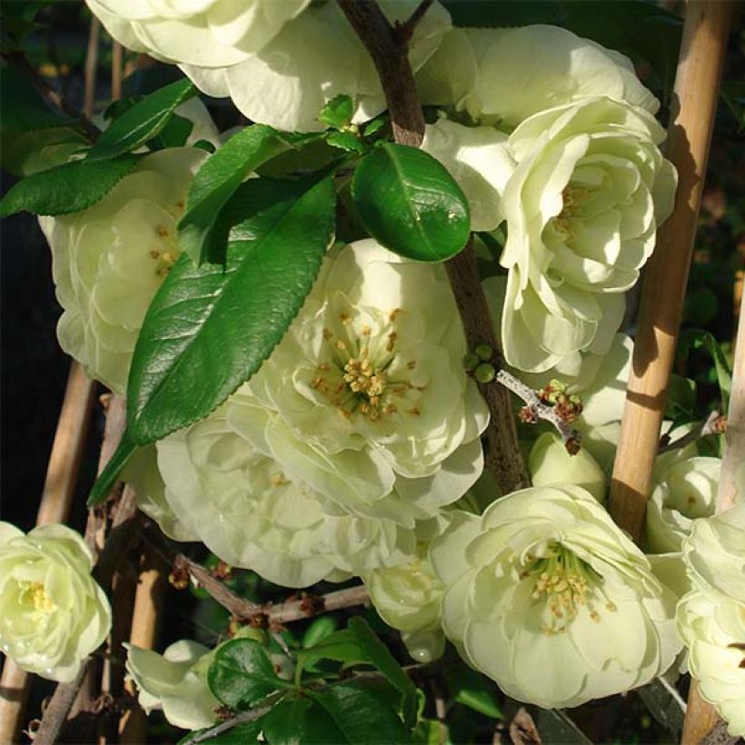 Chaenomeles speciosa Kinshiden - Chinese sierkwee (Bloei)