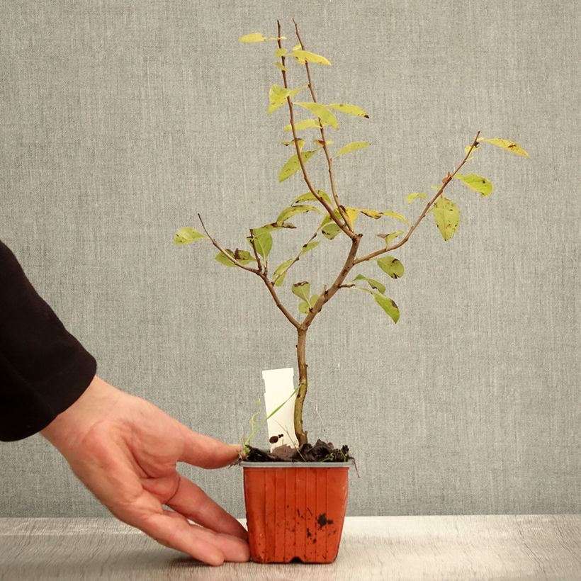 Exemplaar van Chaenomeles superba Nicoline - Chinese sierkwee Kweekpotje van 8/9 cm zoals geleverd in de herfst