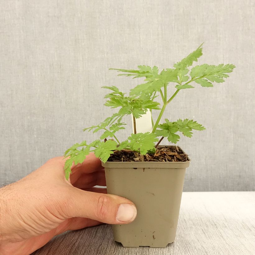 Exemplaar van Chaerophyllum hirsutum Roseum - Cerfeuil hirsute Godet de 8/9 cm zoals geleverd in de herfst