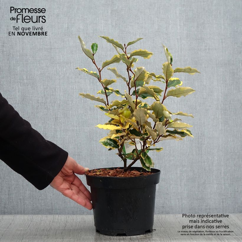 Exemplaar van Elaeagnus ebbingei Viveleg - Olijfwilg Pot van 3 l/4 l zoals geleverd in de herfst