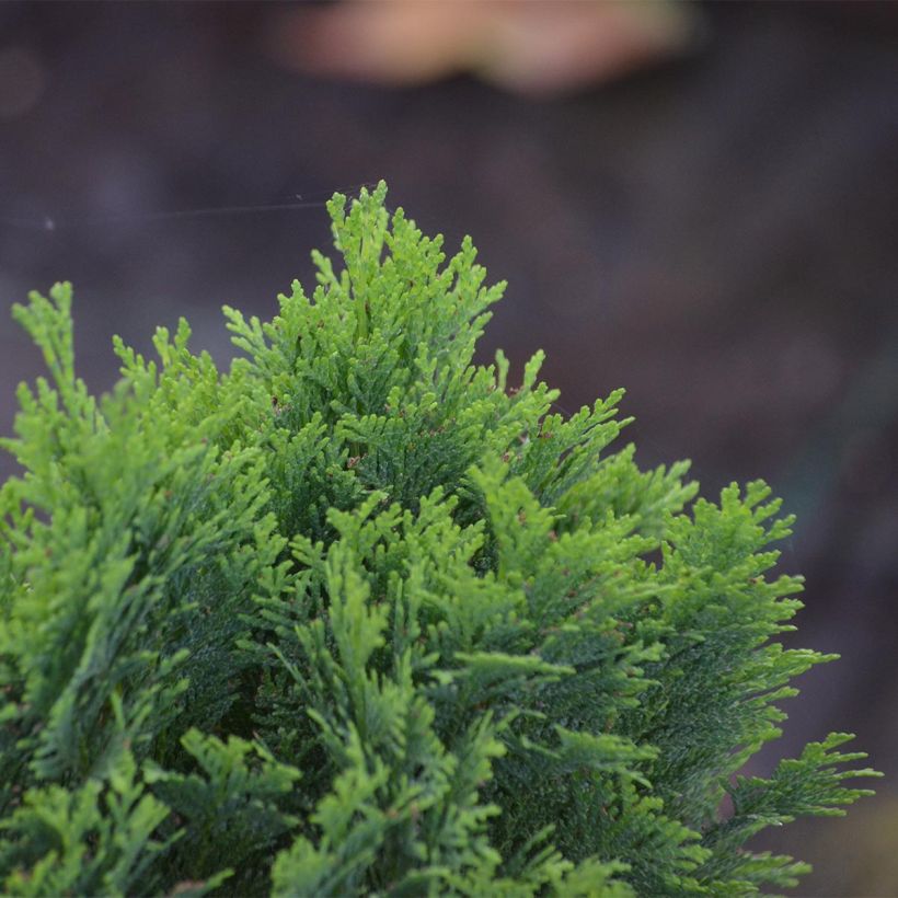 Chamaecyparis lawsoniana Minima Glauca - Californische cipres (Blad)