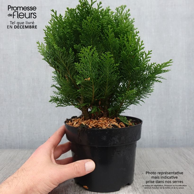 Exemplaar van Chamaecyparis lawsoniana Minima Glauca - Californische cipres Pot van 2 l/3 l zoals geleverd in de herfst